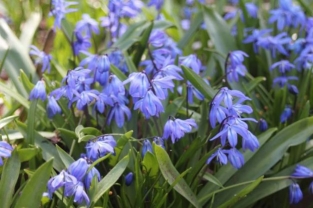 Scilla Siberica Spring Beauty